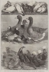 Preisgeflügel und Tauben auf der Birmingham-Ausstellung